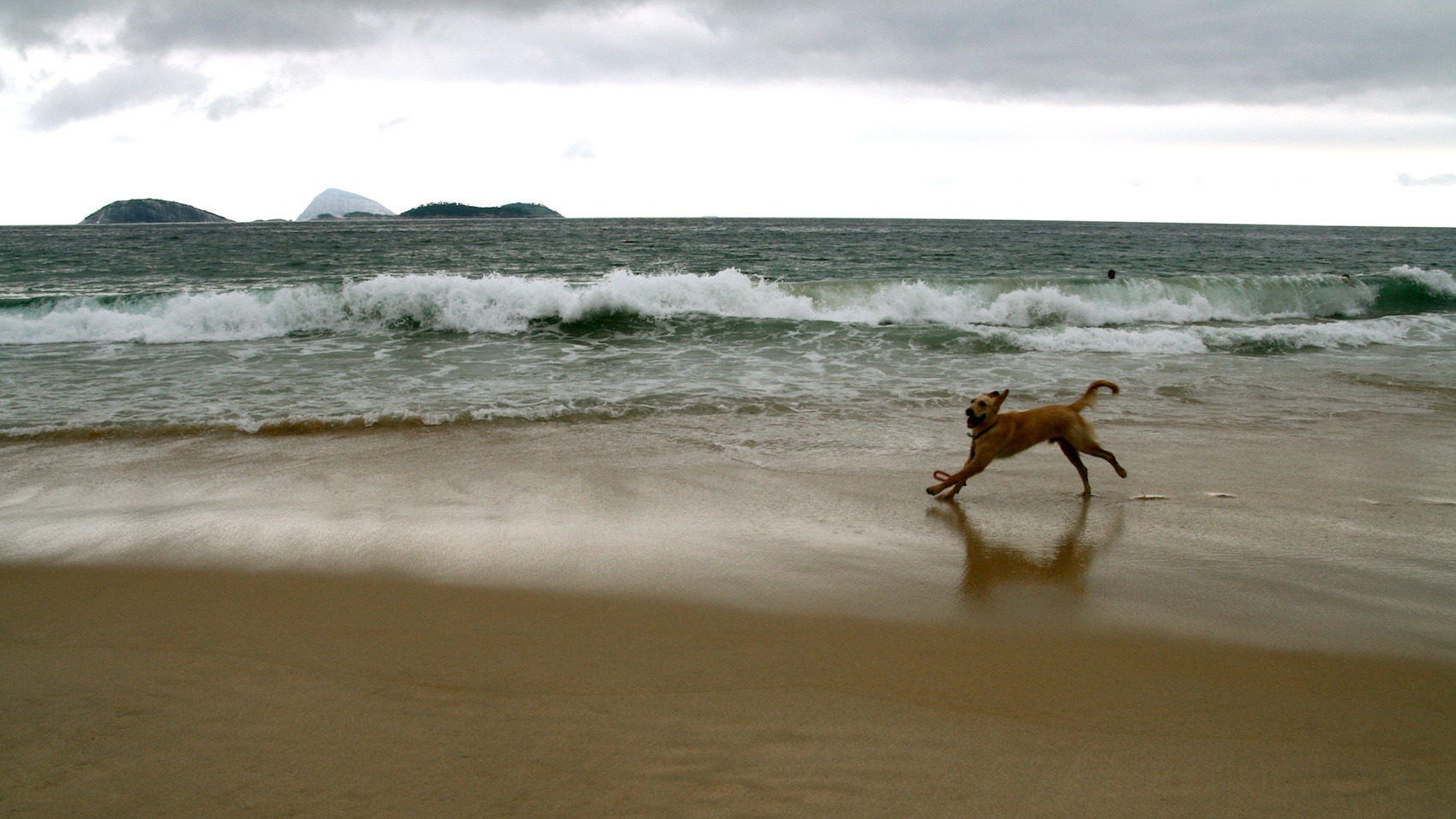 dog_beach_water.jpg